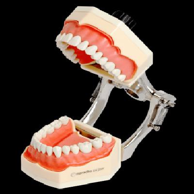 Orthodontic Jaw Training Model