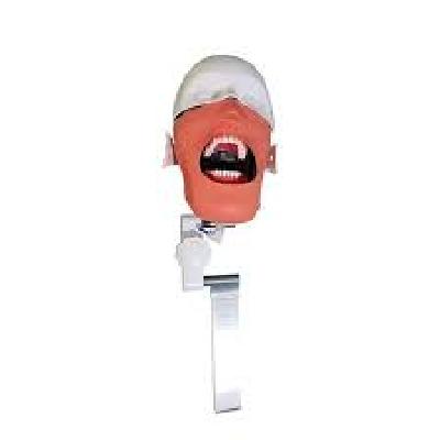 Orthodontic Phantom Head Manikin
