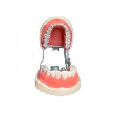 Paediatric Typodont Practice Jaw Set G