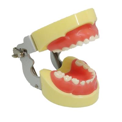 Pediatric Anatomical Typodont Jaw