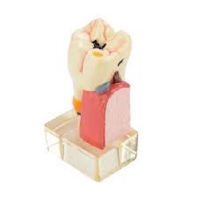 Periodontology Practice Model