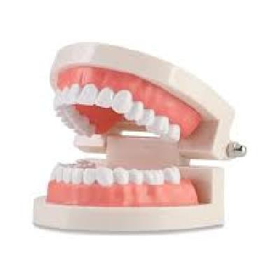 Replacement Gingiva For Typodont Jaw Set