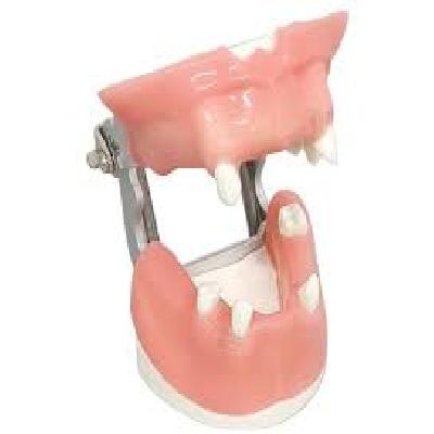 Sinus Lift Jaw With Gums