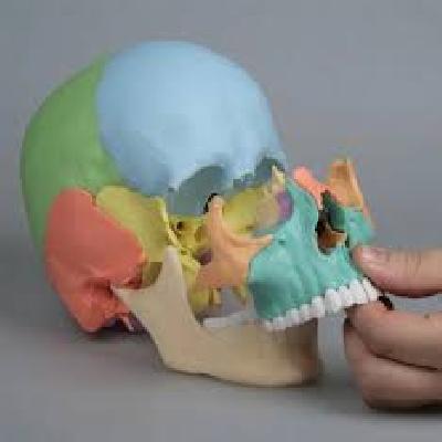 Skull Model With Coloured Parts