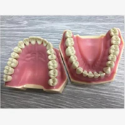 Typodont Jaw With 28 Teeth And Soft Gums