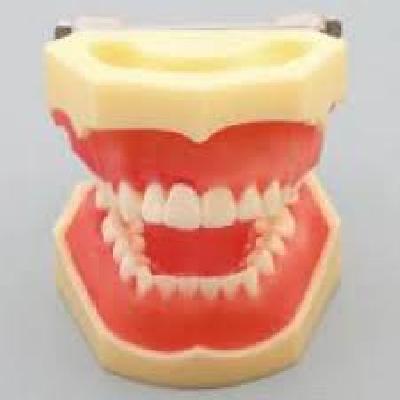 Upper Model Of Periodontology