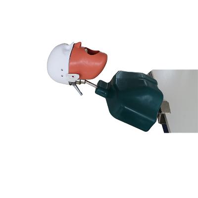 X-Ray Training Radiology Phantom Head Manikin