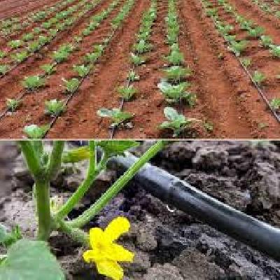 Drip Irrigation