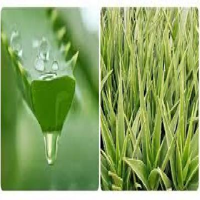 Aloe Vera Powder And Juice