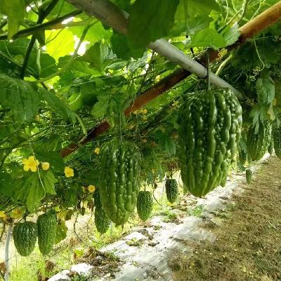 Bitter Gourd