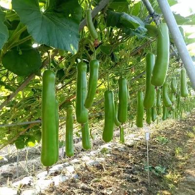 Bottle Gourd
