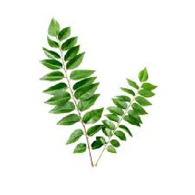 Fresh Curry Leaves