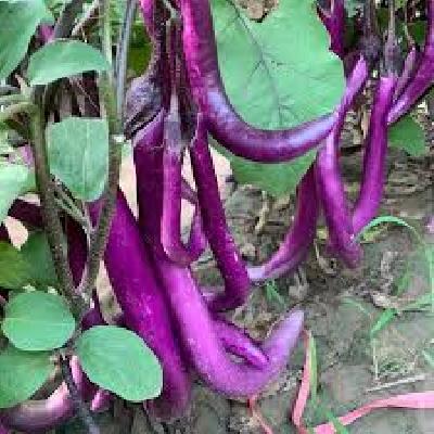 Purple Brinjal