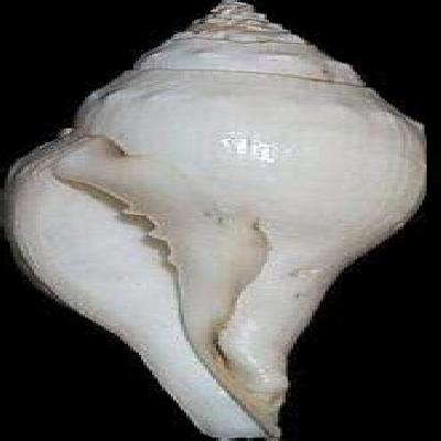 Dakshivarti Sankh