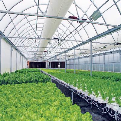 Agricultural Greenhouses