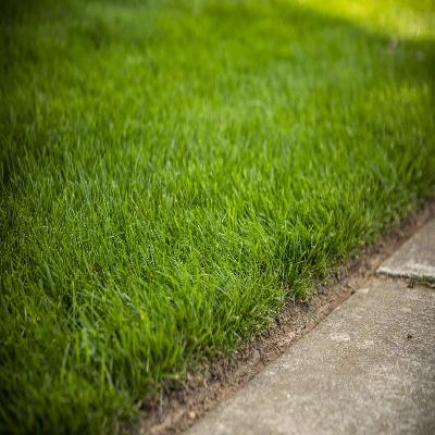 Lawn Grass