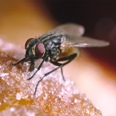 Flies Management Services