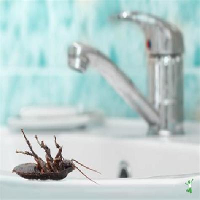 Household Bugs Management