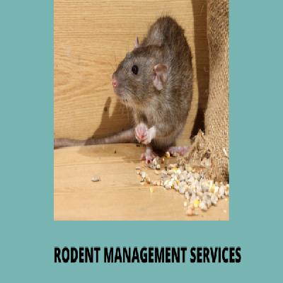 Rodent Management Services