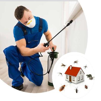 Termite Management Service