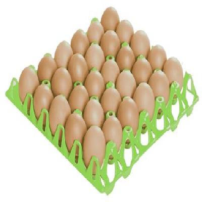 Egg Tray