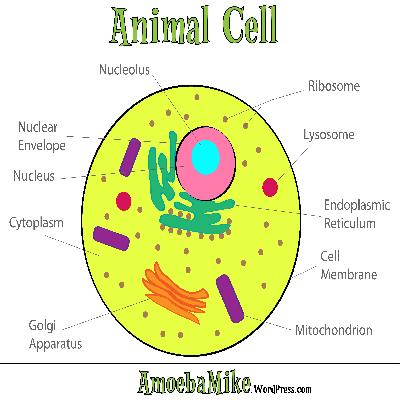 Simple Cell