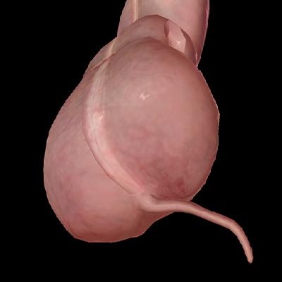 Appendix Fiber Model