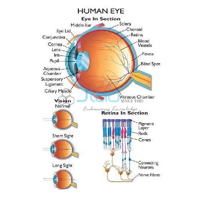 CHART OF HUMAN EYE