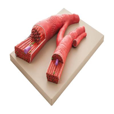 Fiber Model Action Of Insulin Fiber Model