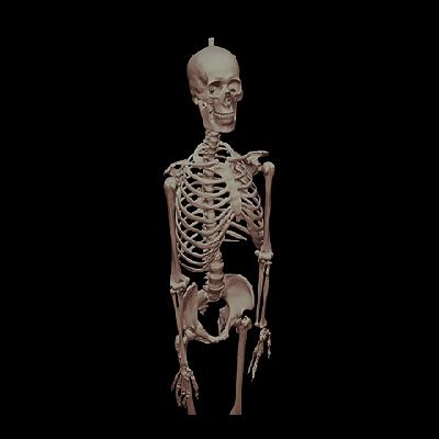 Human Skeleton Model Imported