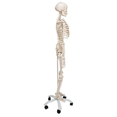 Human Skeleton Models