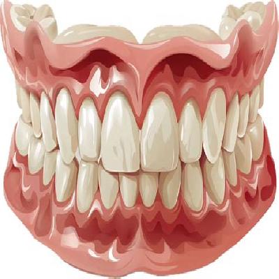 Human Teeth Model