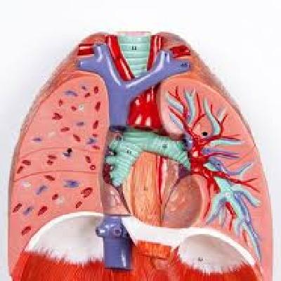 Nsaw Fiber Glass Model Human Respiratory System