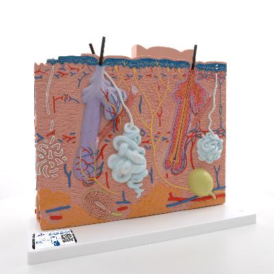 Nsaw Fiber Glass Model Of Skin