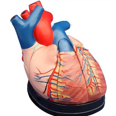 Nsaw Heart Model Jumbo