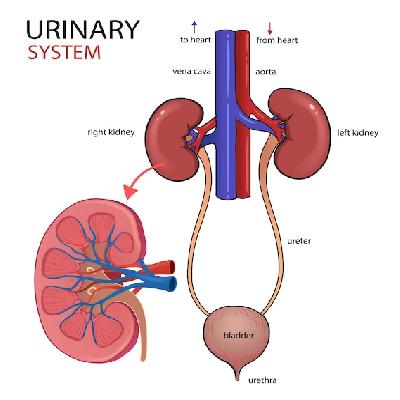 Nsaw Human Excretory System Fiber Model