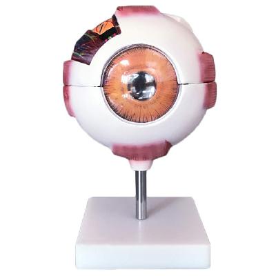Nsaw Human Eye Model