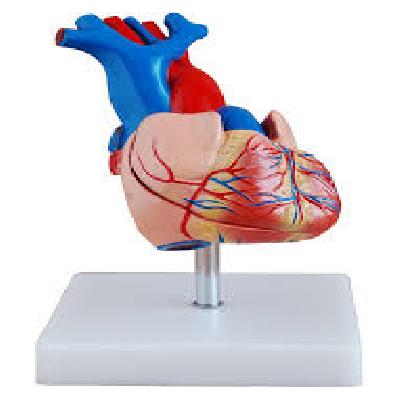 NSAW HUMAN HEART FIBER MODEL