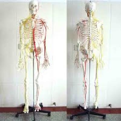 Nsaw Human Skeleton Fiber Model