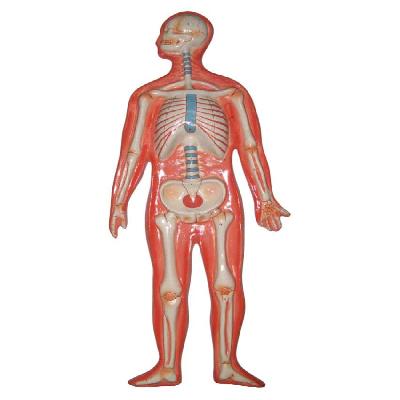 Nsaw Human Torsio Fiber Model Full