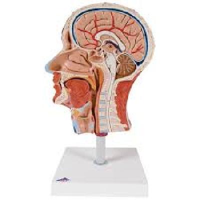 Nsaw Human Torsio Fiber Model Half