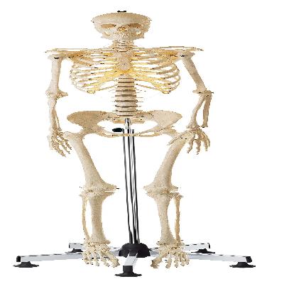 Nsaw Skeleton Stand