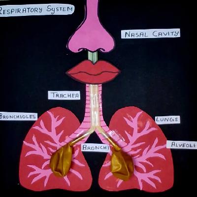 Respiratory System Working Model