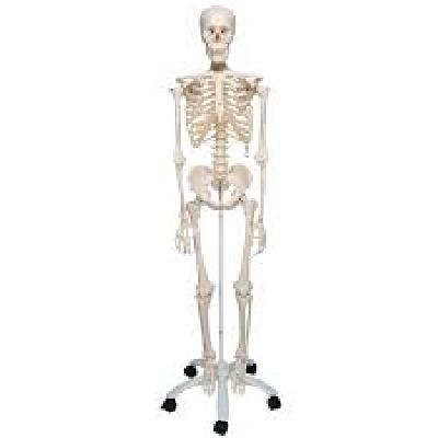 Skelton Model