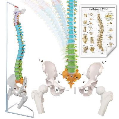 Spine Fiber Model
