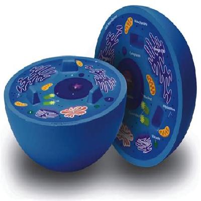 Animal Cell Model