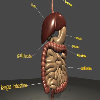 Human Digestive System Model