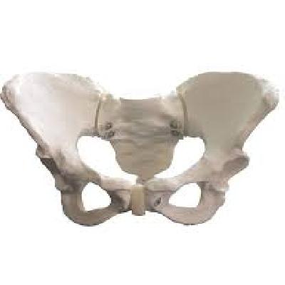 Adult Female Pelvis