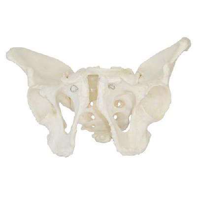Adult Male Pelvis