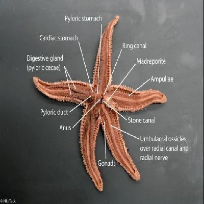 Anatomy Of Starfish